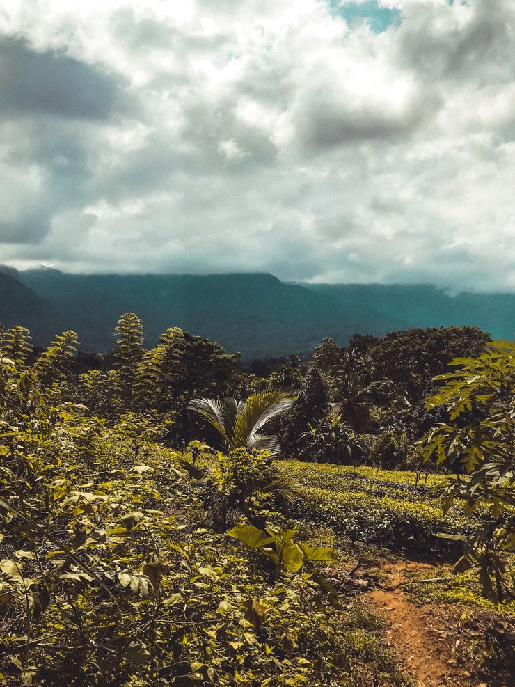 Shainee fernando unsplash